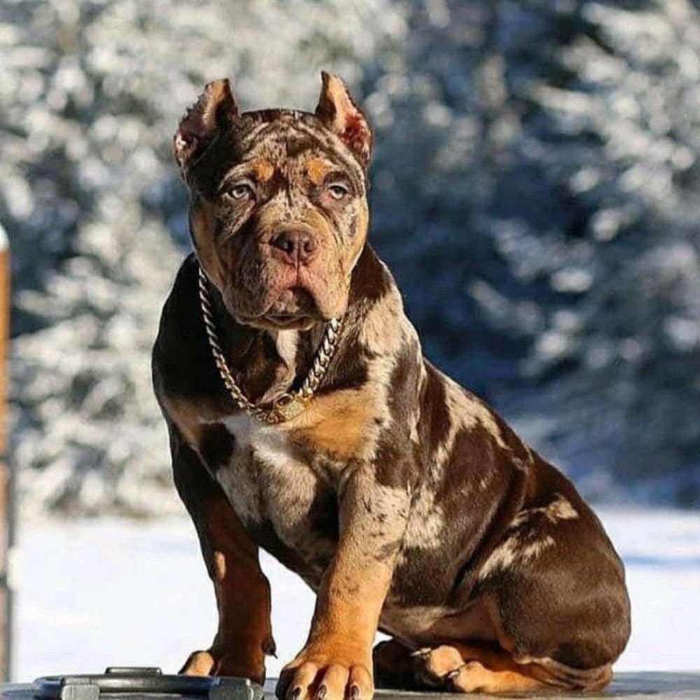 Merle Bully Breed