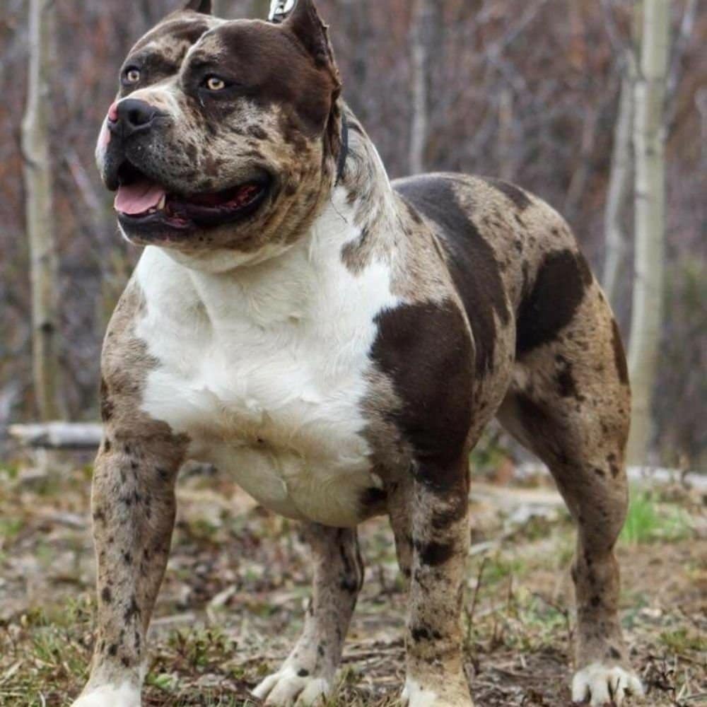 Merle Bully Breeds