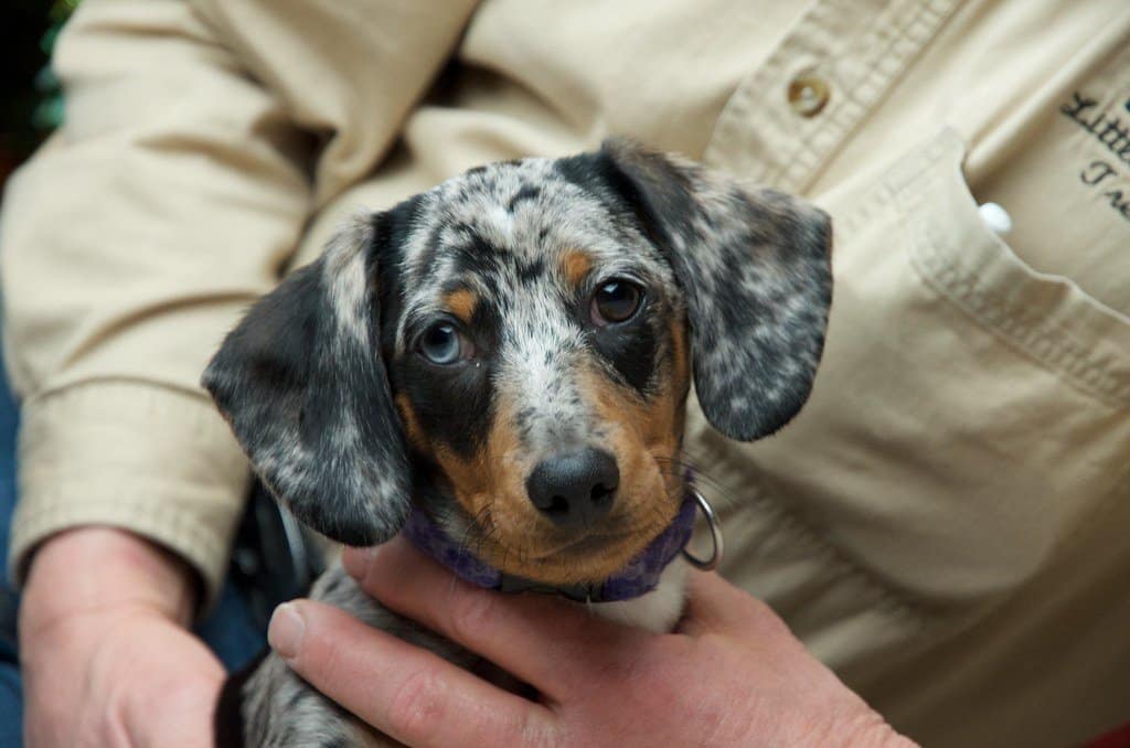 Piebald Dachshund
