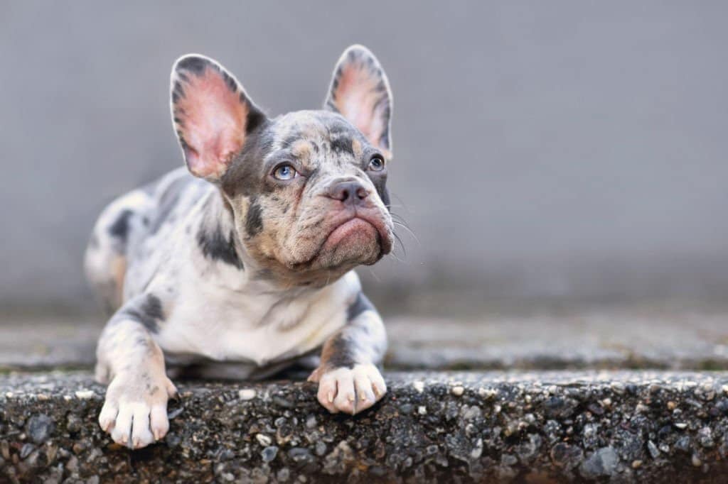 Merle Frenchie Dog