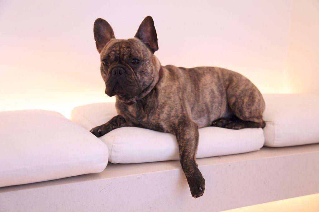 French Bulldog