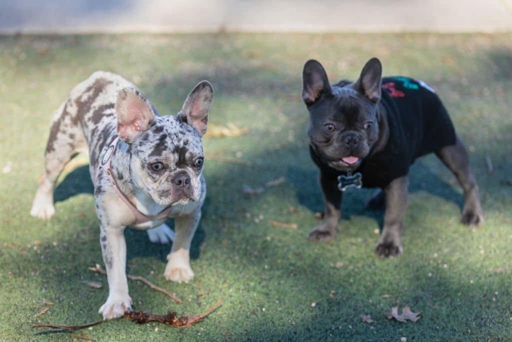 Merle Frenchies
