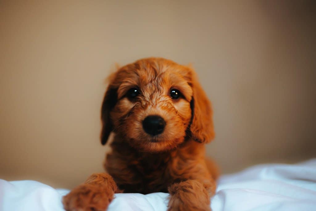 Micro GoldenDoodle