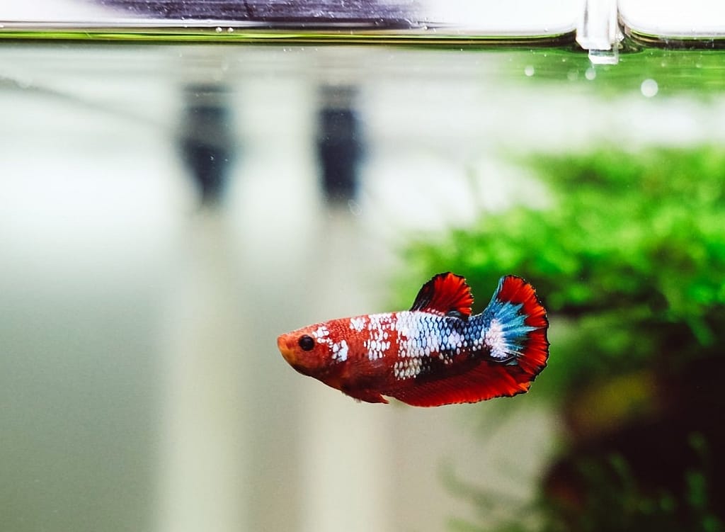 Betta Fish low-maintenance pets