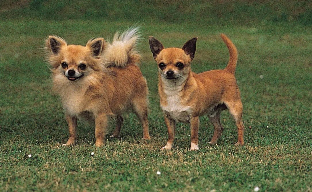 Chihuahua long and short hair