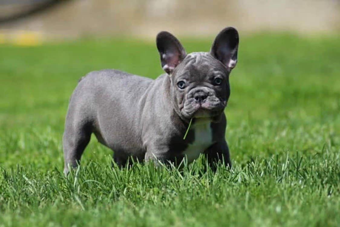 Grey French Bulldog