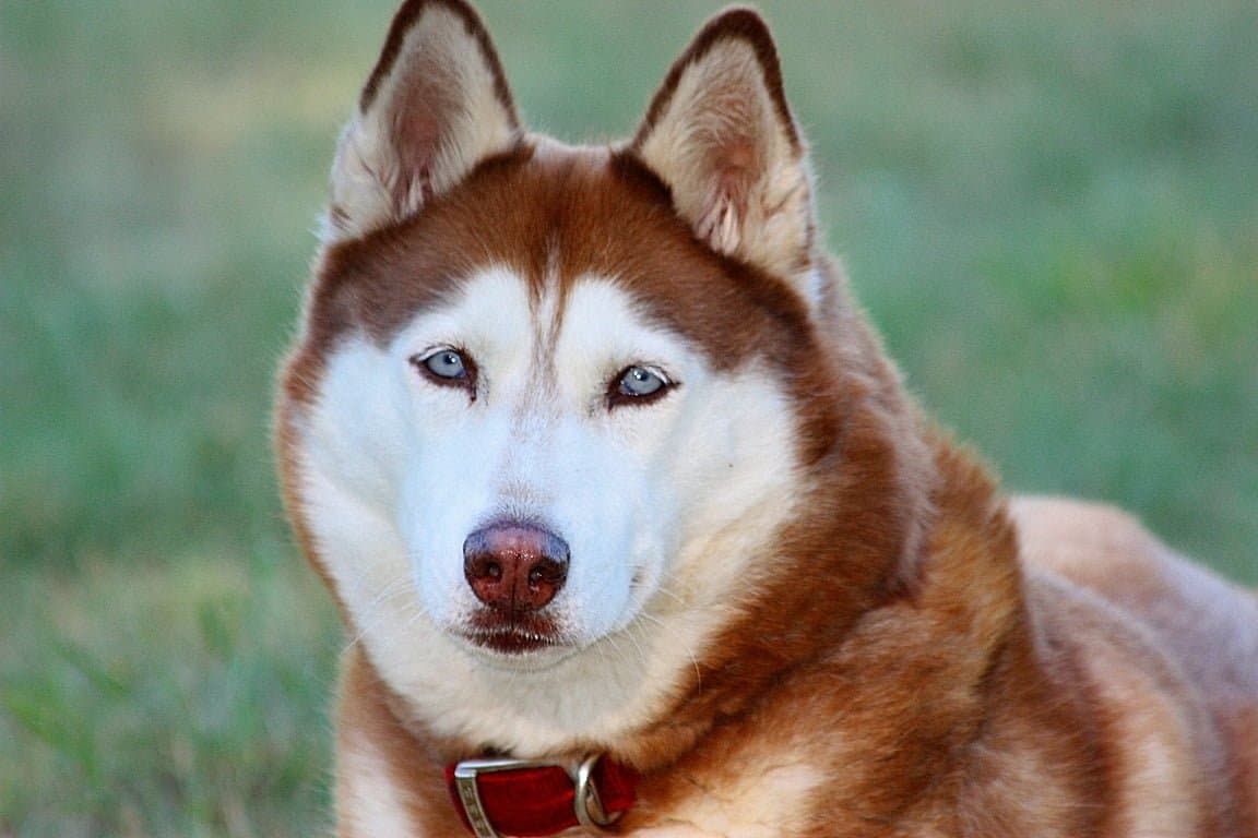 Red Siberian Husky