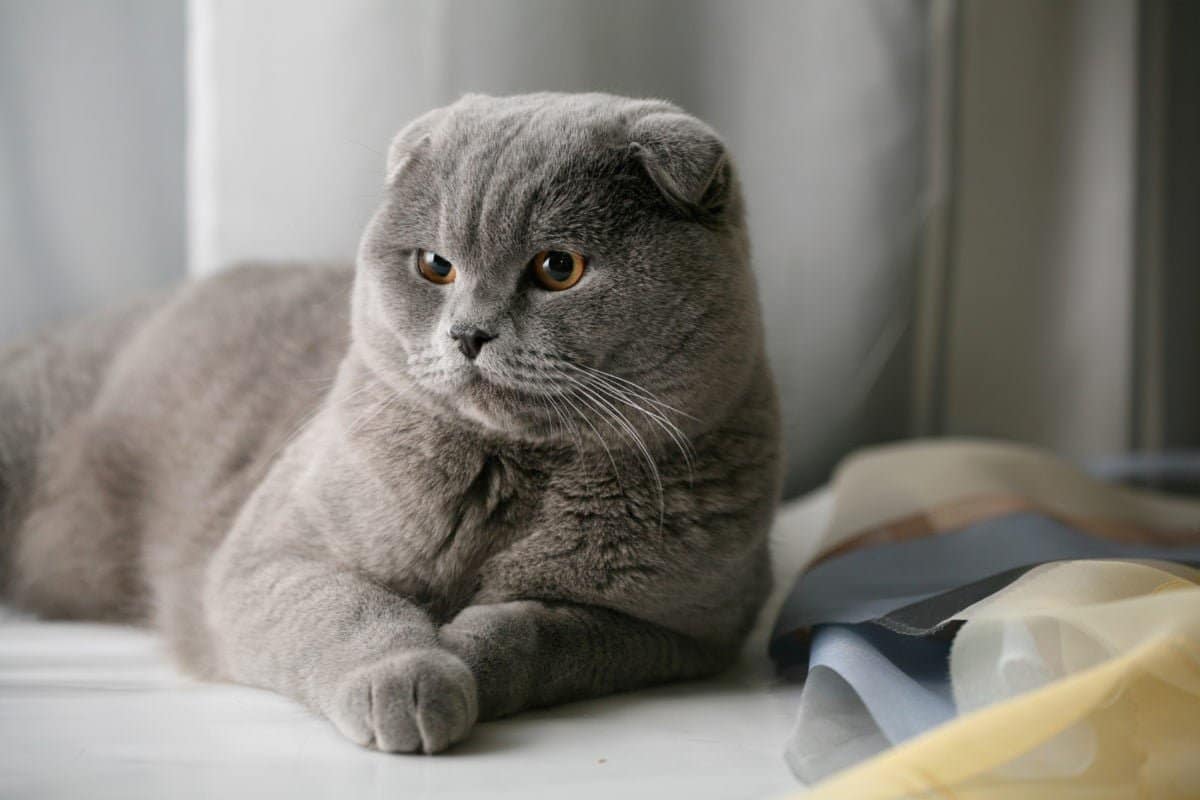 Scottish Fold