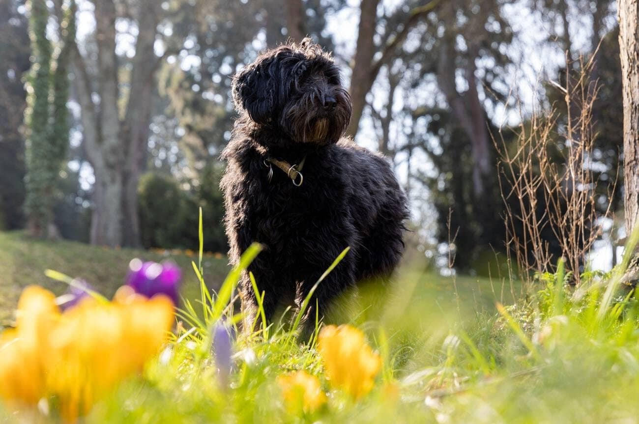 Black Labradoodle