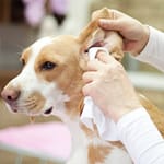 Dog Ear Cleaning