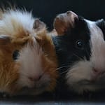 Abyssinian guinea pigs