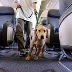 Air Travel with Large Dogs