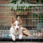 Crate Training Your Dog 7 Essential Tips