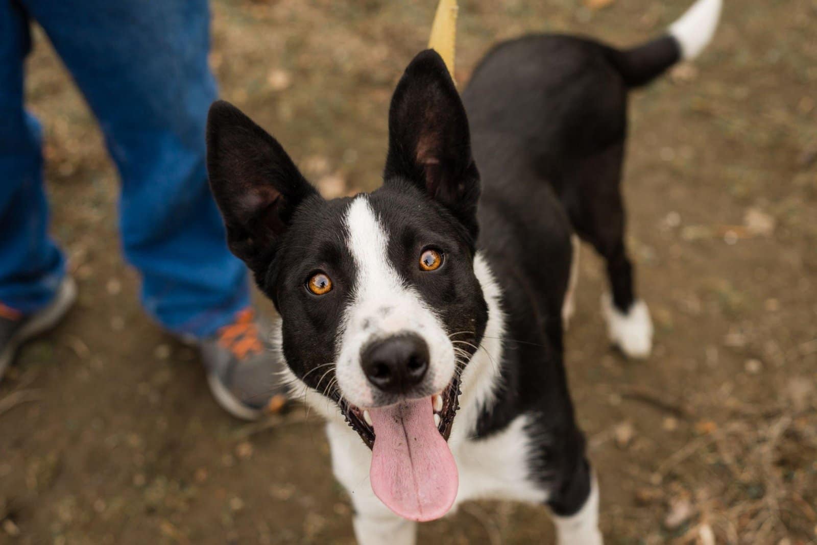 Short-Haired Border Collies