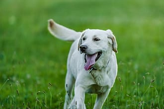 Essential Labrador Retriever Care Tips Every Owner Should Know