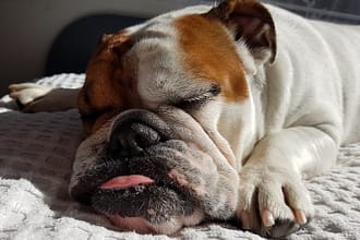 Train Your Dog for Better Sleep