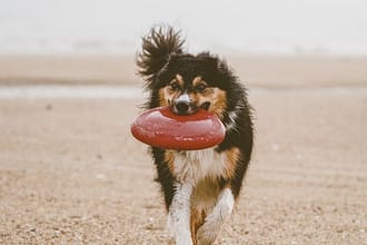 Best Outdoor Dog Fetch Toys
