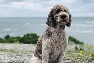 Pitbull Poodle Mix