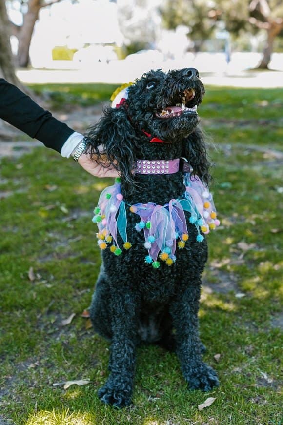Black Labradoodle Dog