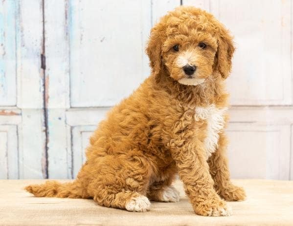 Mini Goldendoodle