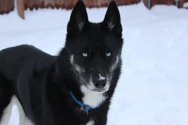 Black Siberian Husky