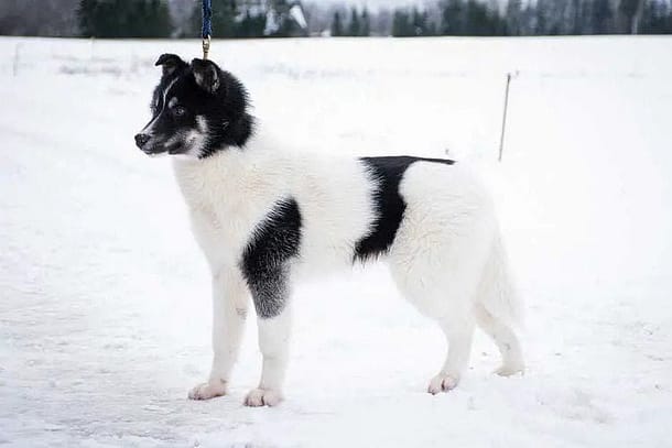 Piebald Siberian Husky