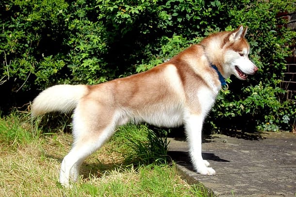 Red Siberian Husky pet