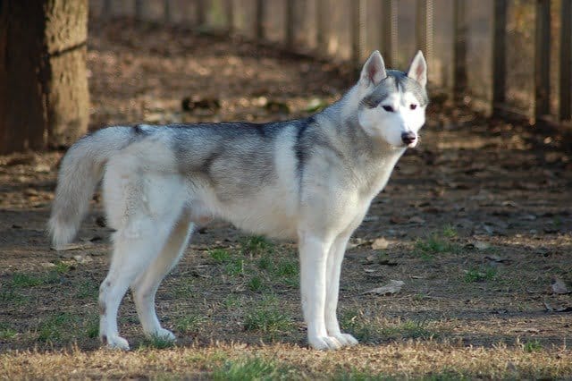 Gray Siberian Husky