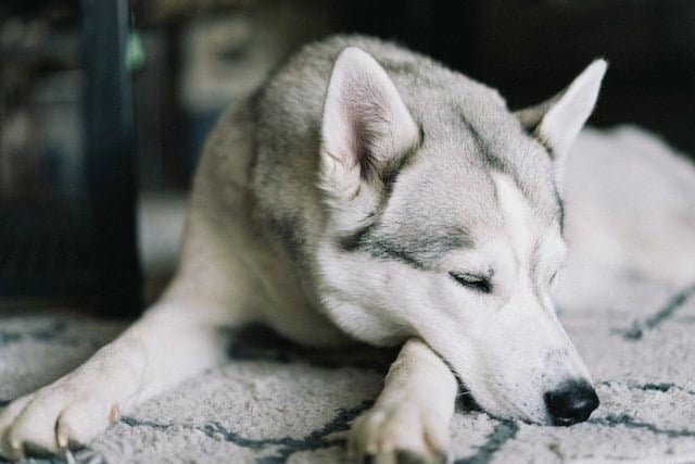 Silver Siberian Husky