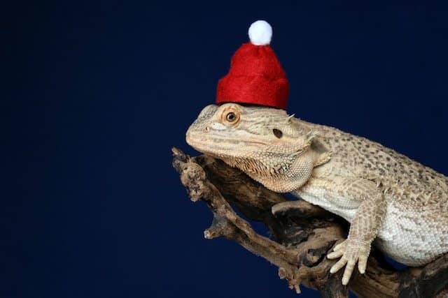 Bearded Dragons Morphs