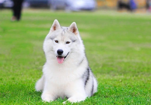 White Siberian Husky
