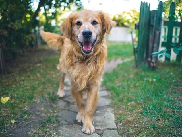 Tips to Improve Your Pet's Health