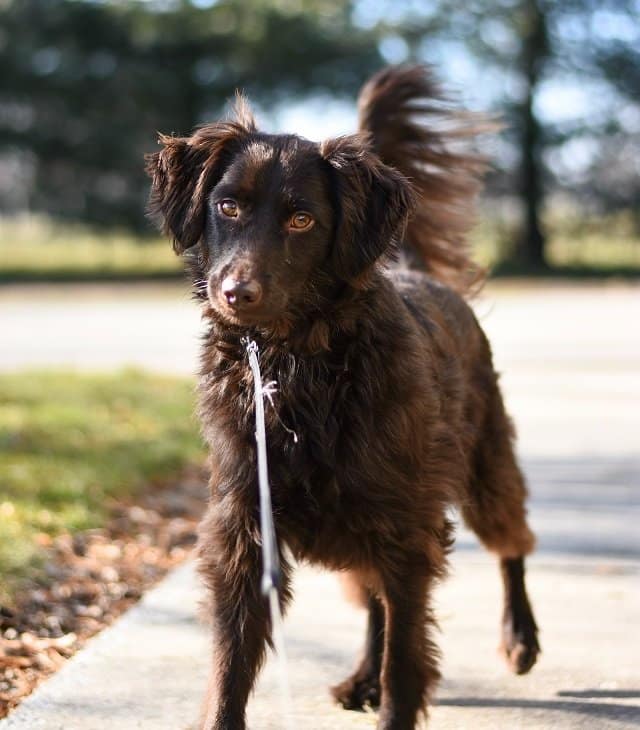 Black Labradoodle Breed