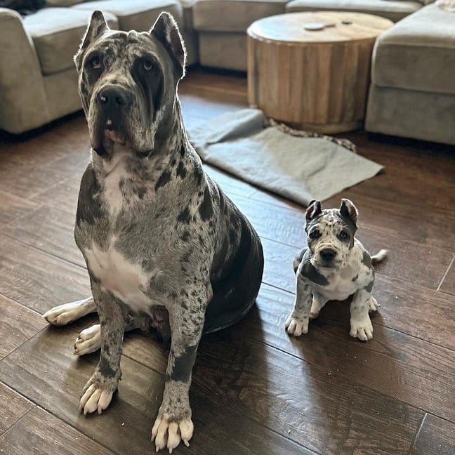 North American Mastiff PET