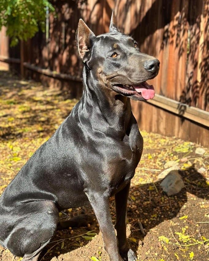 Canis Panther dog breed