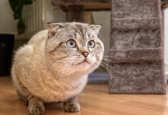 Scottish Fold Munchkin