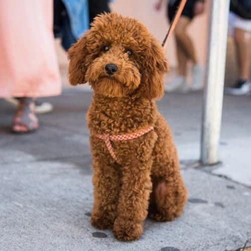 Moyen Poodle