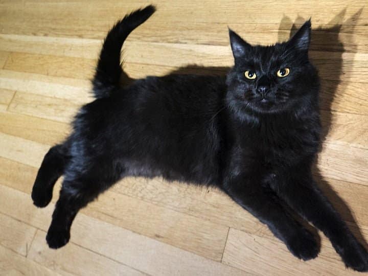 maine coon black