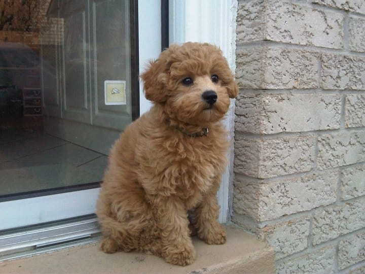 Mini Golden doodle