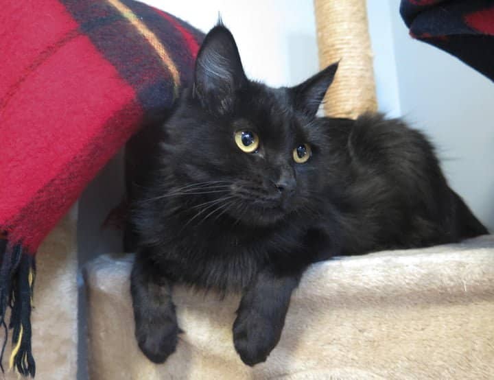 Black Maine Coon Cat