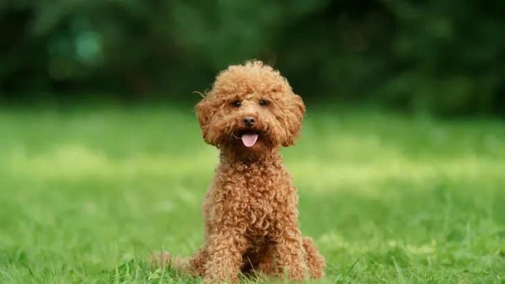 Cute Moyen Poodle