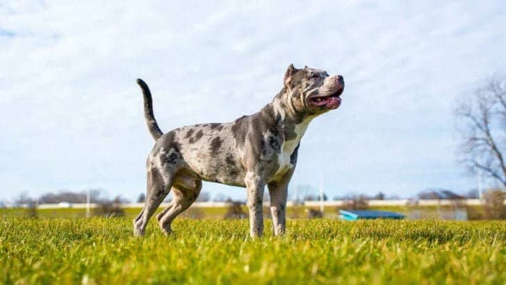 Merle Bully Breed of Dog