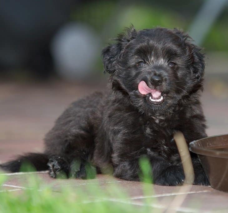 Black Labradoodle puppy