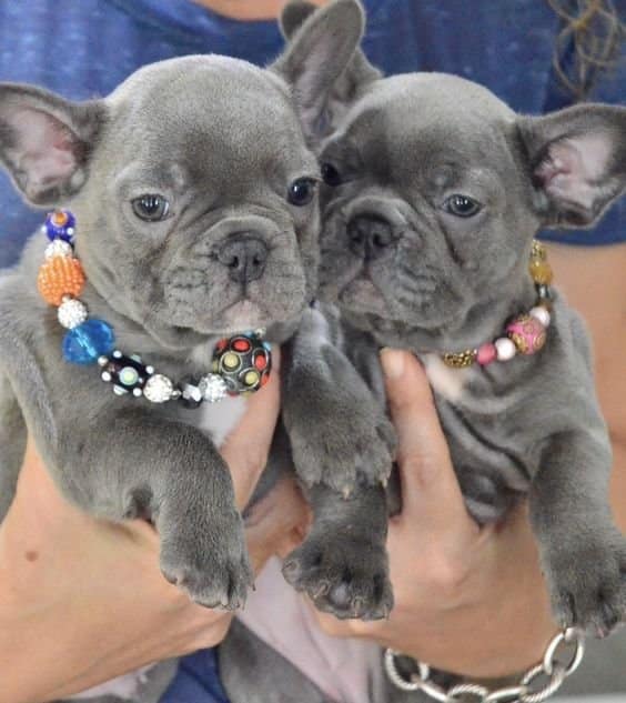 Grey French Bulldogs
