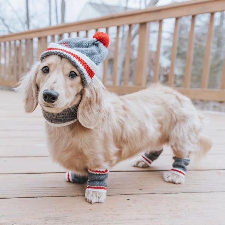 English Cream Dachshund dog breed