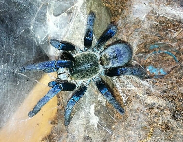 Blue Cobalt Tarantula