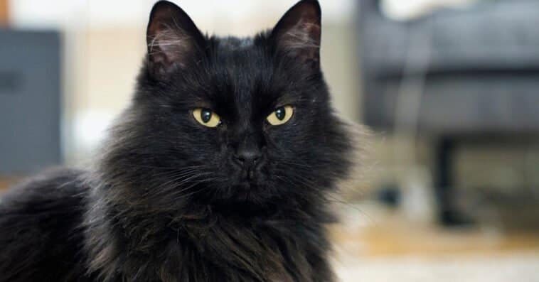 Black Maine Coon Cat