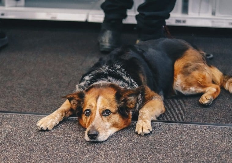 dog with anxiety