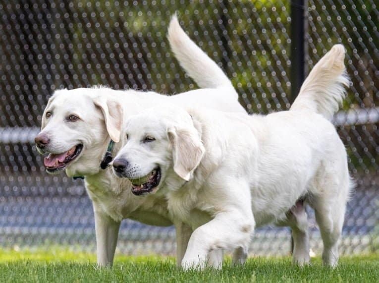 Labrador Retriever Nutrition