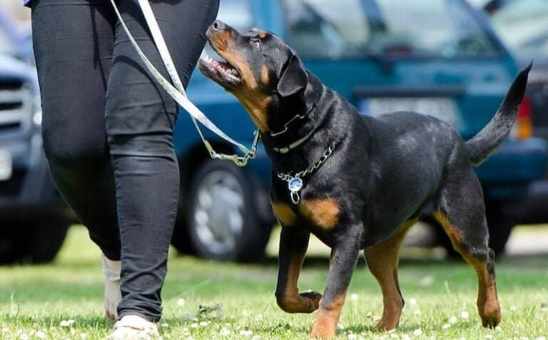 Prong Collars